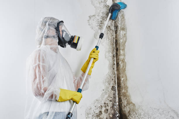 Best Forensic Mold Investigation in Nikiski, AK