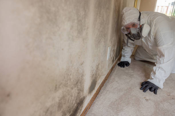 Why You Should Choose Our Mold Remediation Services in Nikiski, AK